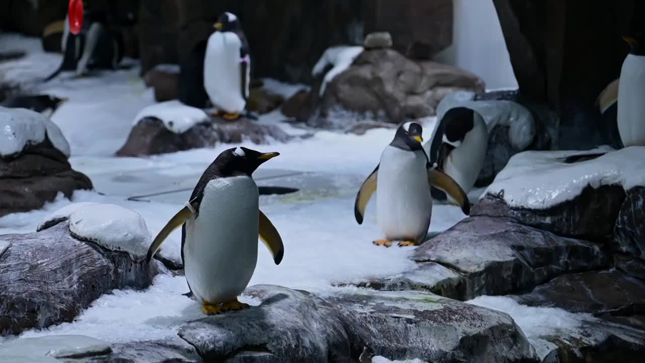 海洋馆内的企鹅视频下载