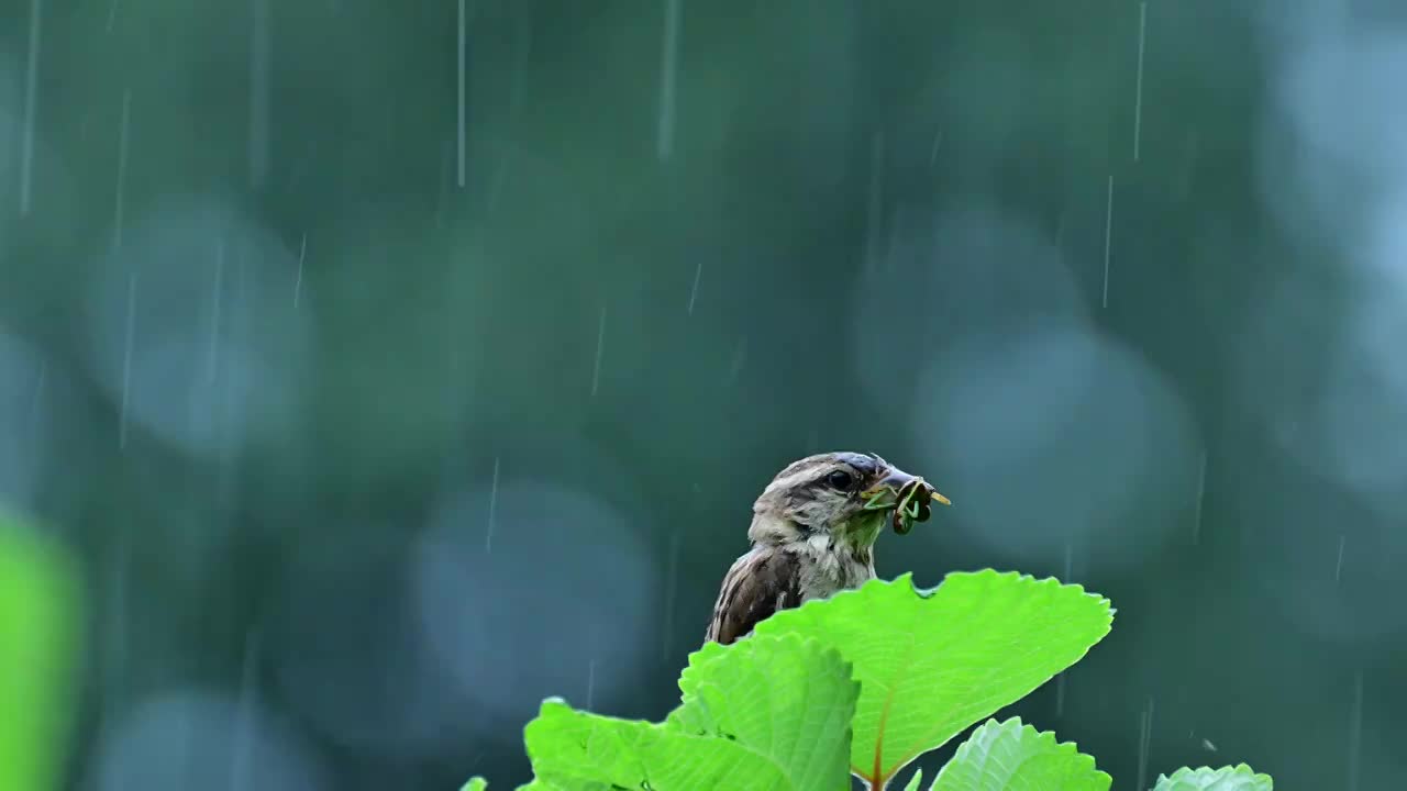 雨中小鸟觅食抚育幼鸟视频下载