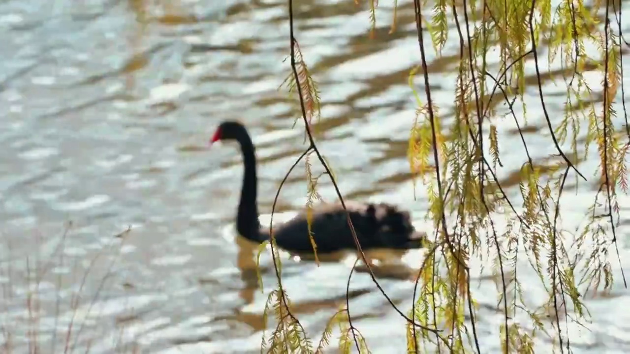 春天湖里的天鹅枫叶柳树季节清新治愈视频下载