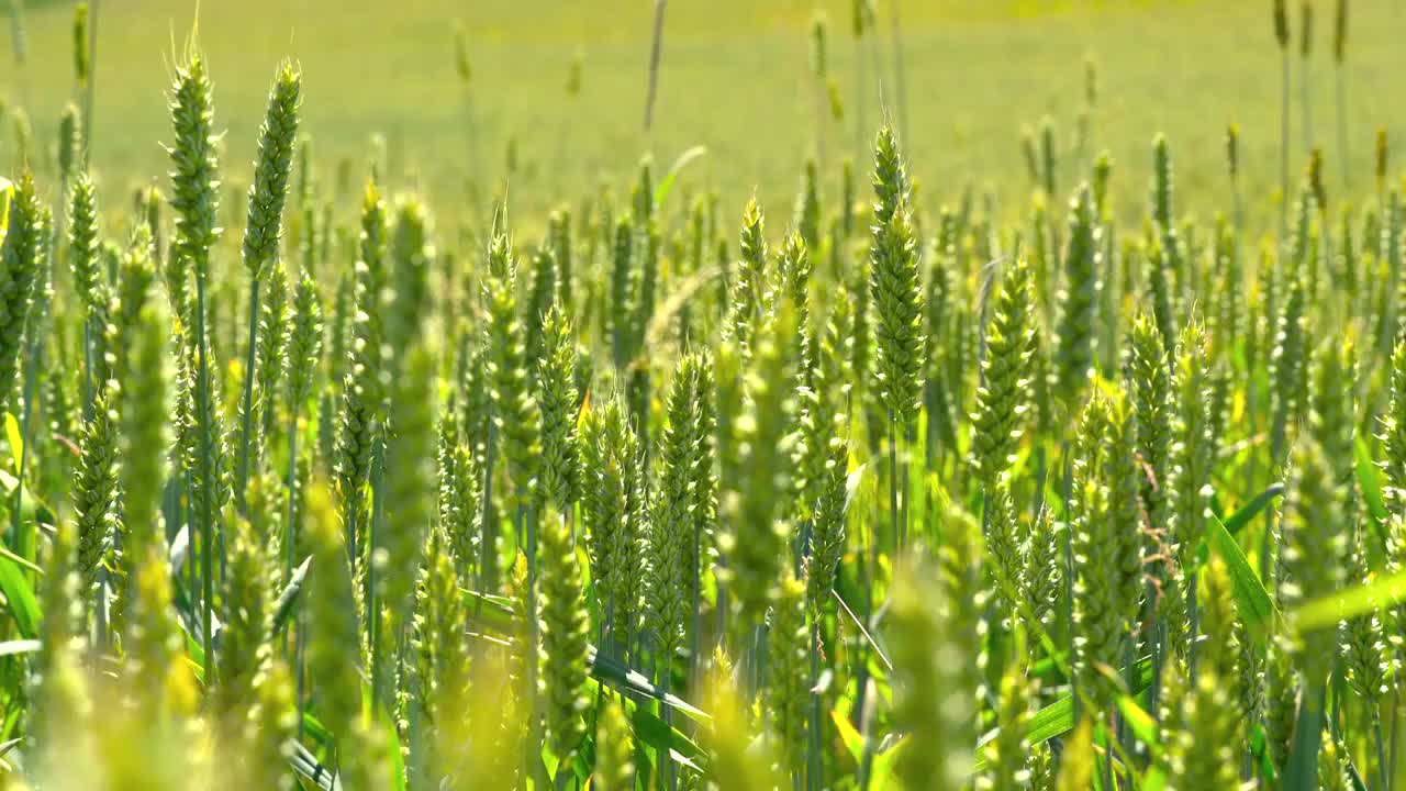 小麦 麦田 麦穗 农村 农业 田地 乡村视频素材