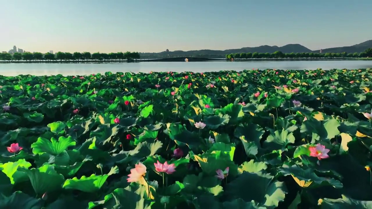 杭州西湖夏季荷花盛开美丽风景视频下载