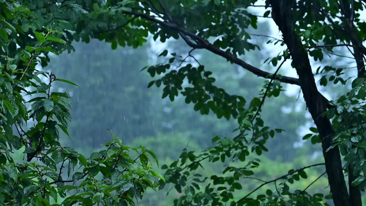 林中下雨视频素材
