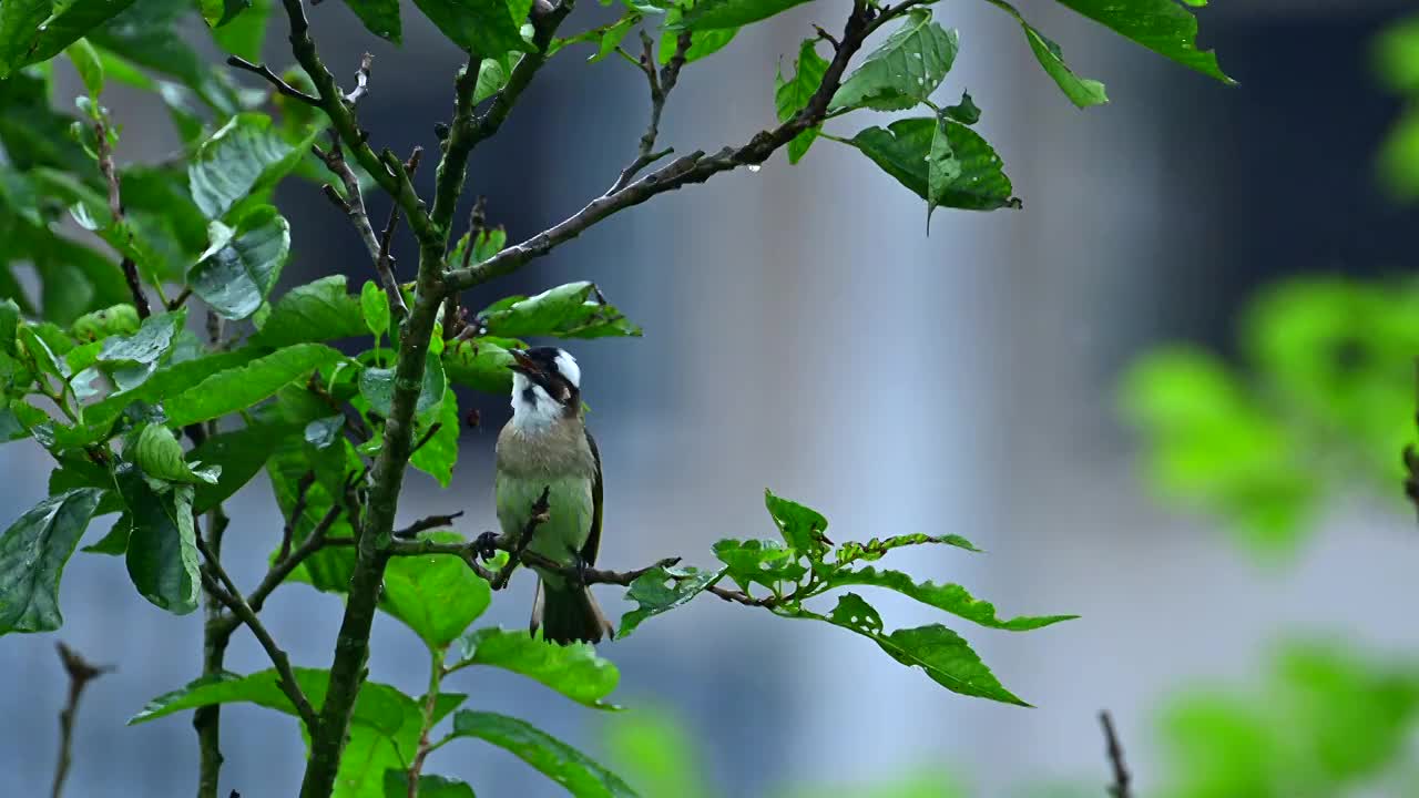 树上小鸟视频素材
