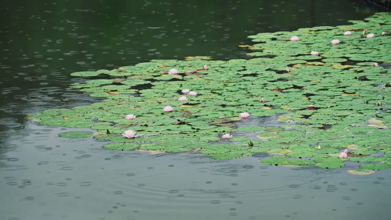 夏季南京燕雀湖雨中睡莲绽放视频下载