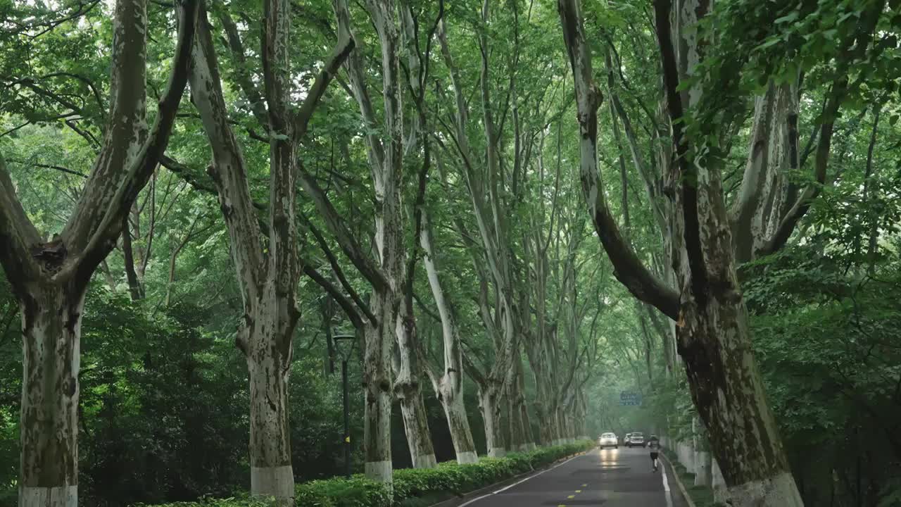 南京紫金山中郁郁葱葱的梧桐大道视频素材