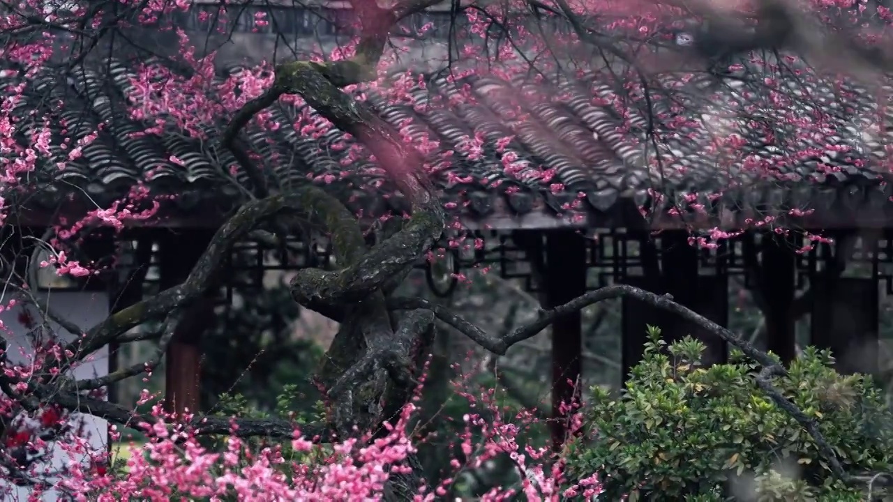 植物园粉色花朵美景视频下载
