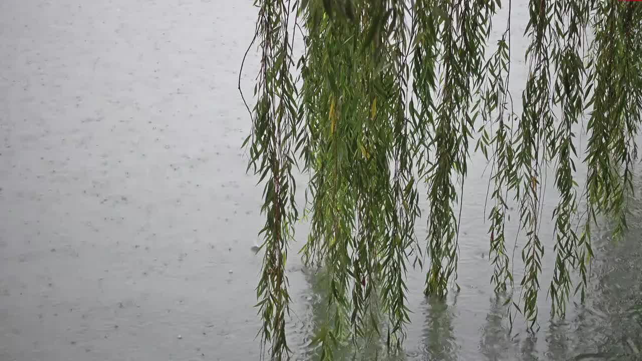 雨中河岸边的垂柳视频下载
