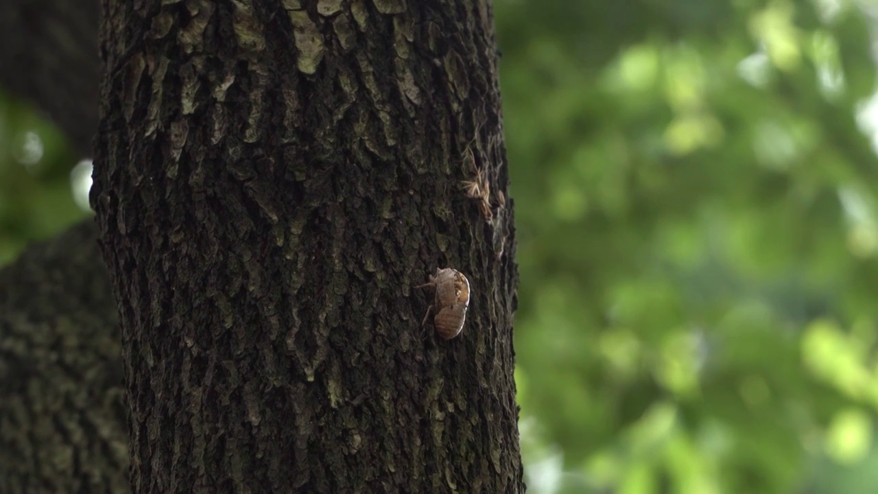 夏天树上的蝉知了视频素材