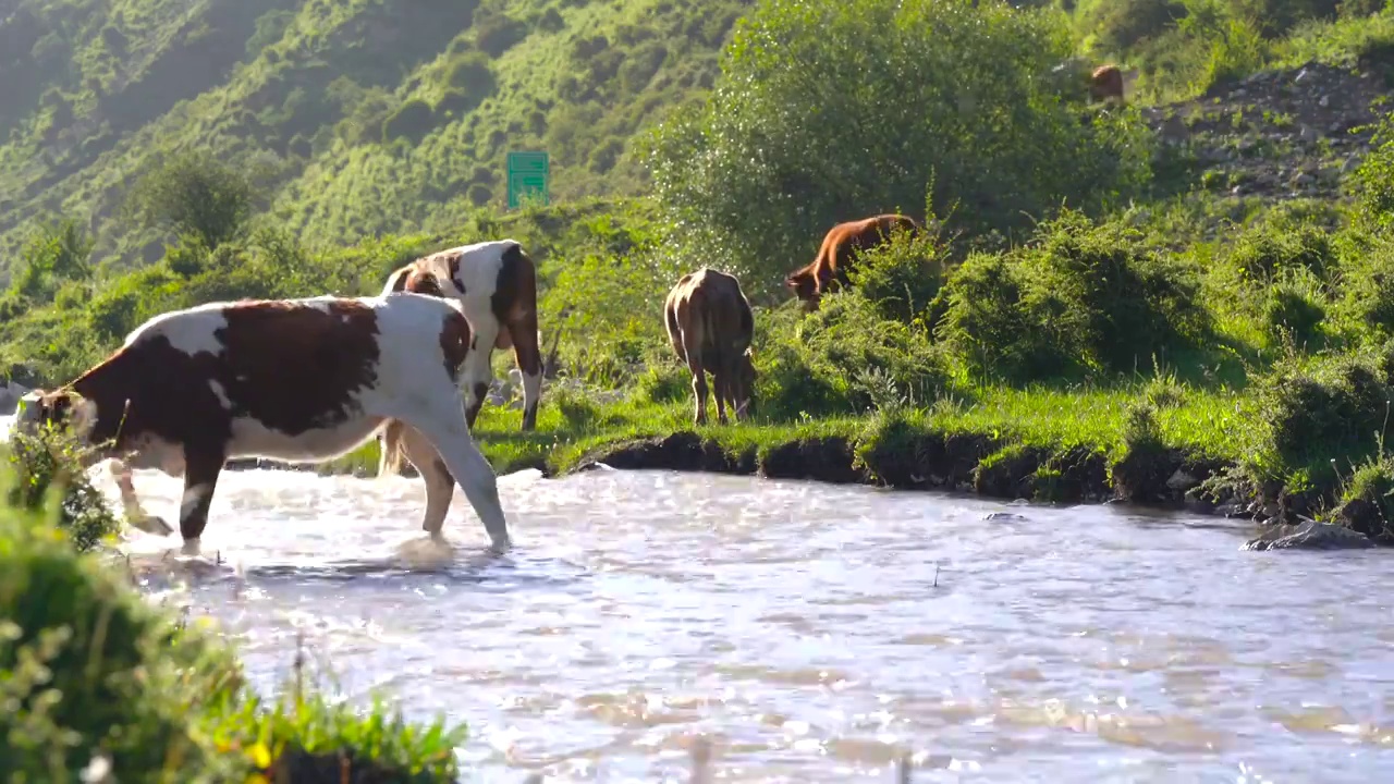 甘肃定西渭源双石门山泉水河边吃草的牛视频下载