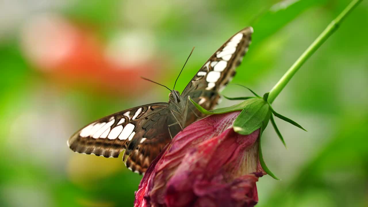 花丛中采蜜授粉的美丽蝴蝶视频下载