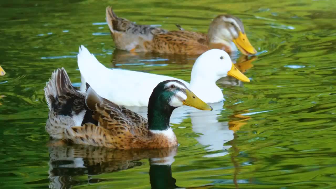 日落黄昏湿地森林湖泊自然公园保护区内成群的野鸭子正在水中自由游泳觅食保护区生态生机勃勃鸟类活动频繁视频下载