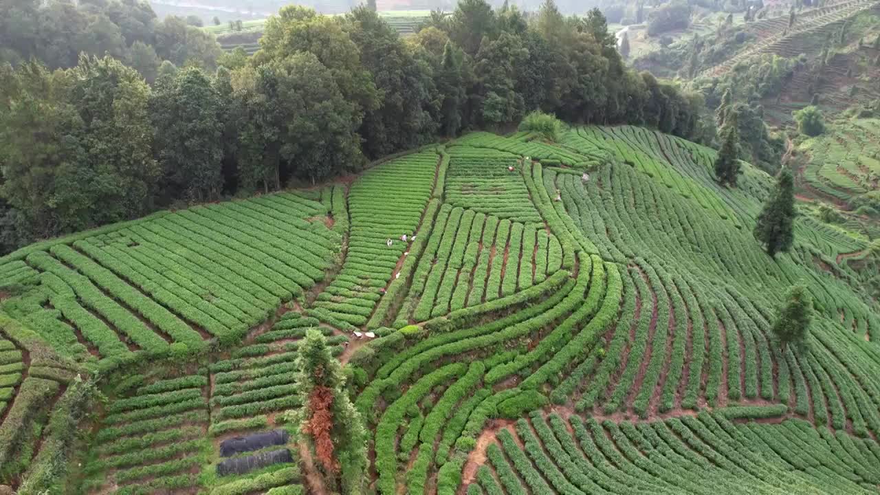 四川雅安茶园茶山，清晨茶农农民正在采茶航拍视频素材