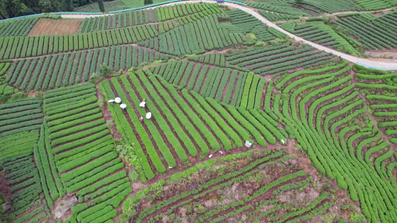 四川雅安茶园茶山，清晨茶农农民正在采茶航拍视频素材