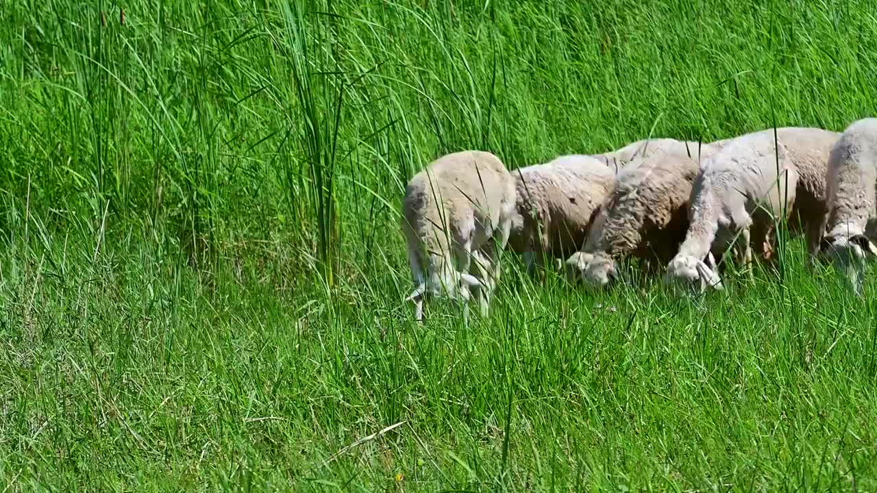 一群在河边草地上吃草的绵羊视频素材