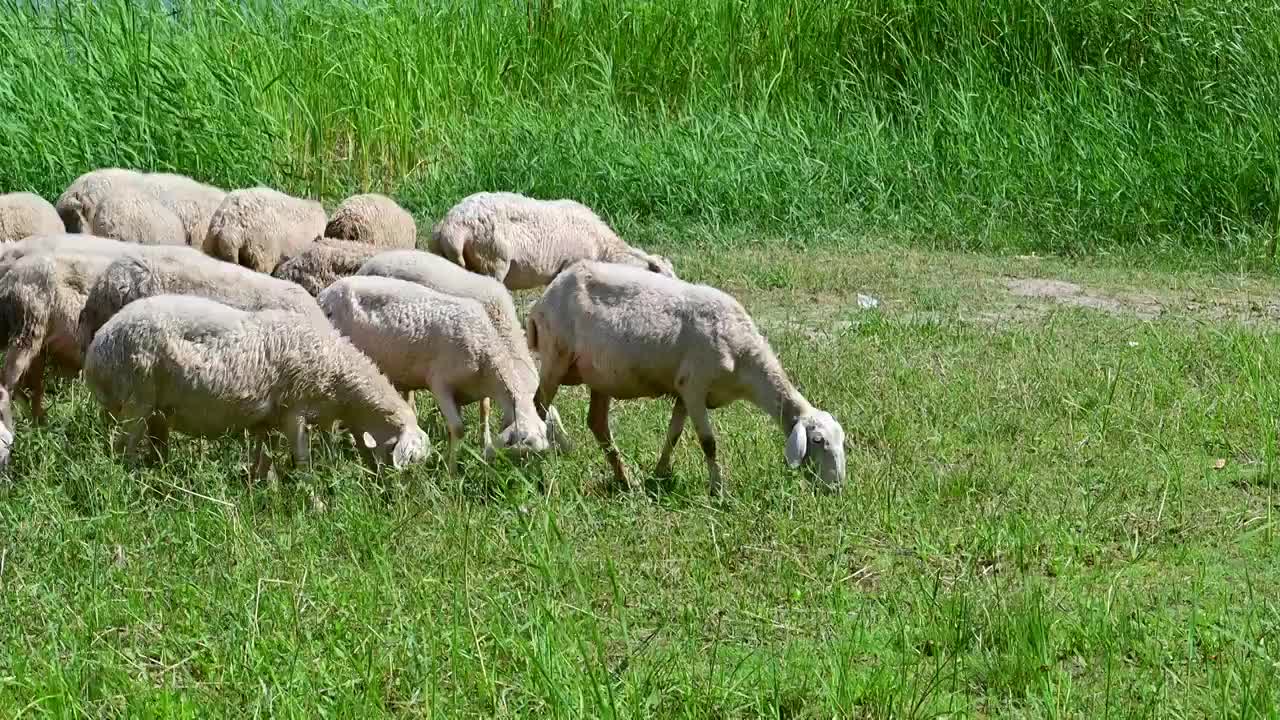 一群在河边草地上吃草的绵羊视频素材