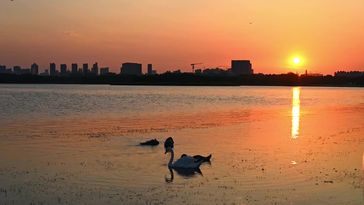 中国河南省市北龙湖湿地公园内的天鹅落日剪影视频下载