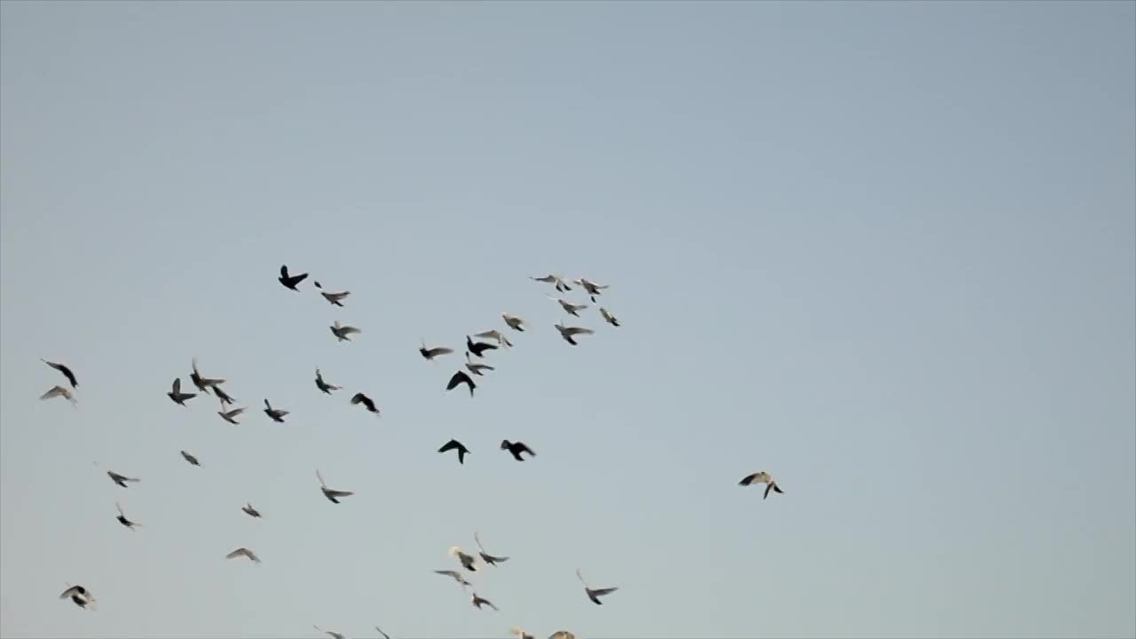 天空中飞翔的鸽子视频素材