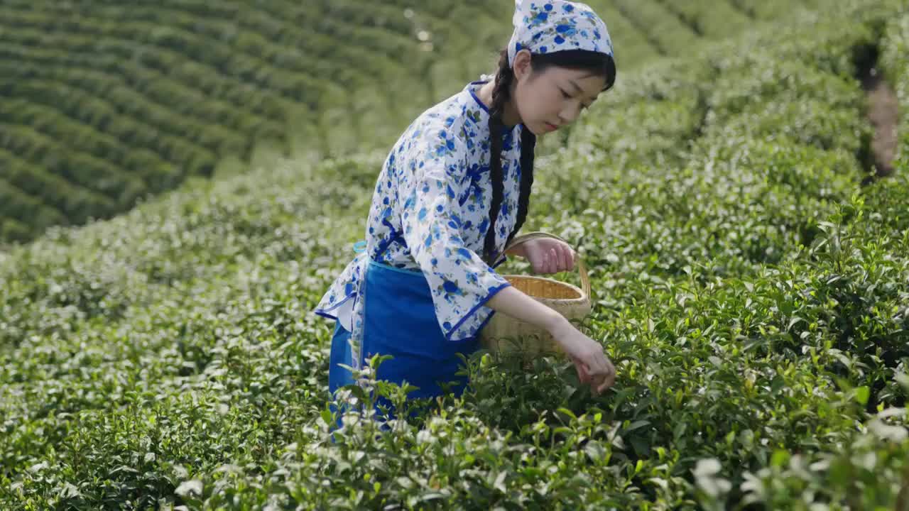 一个东方青年女人在茶园采茶视频下载