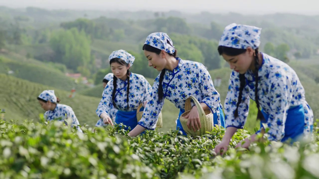 一群东方女人在茶园采茶视频下载