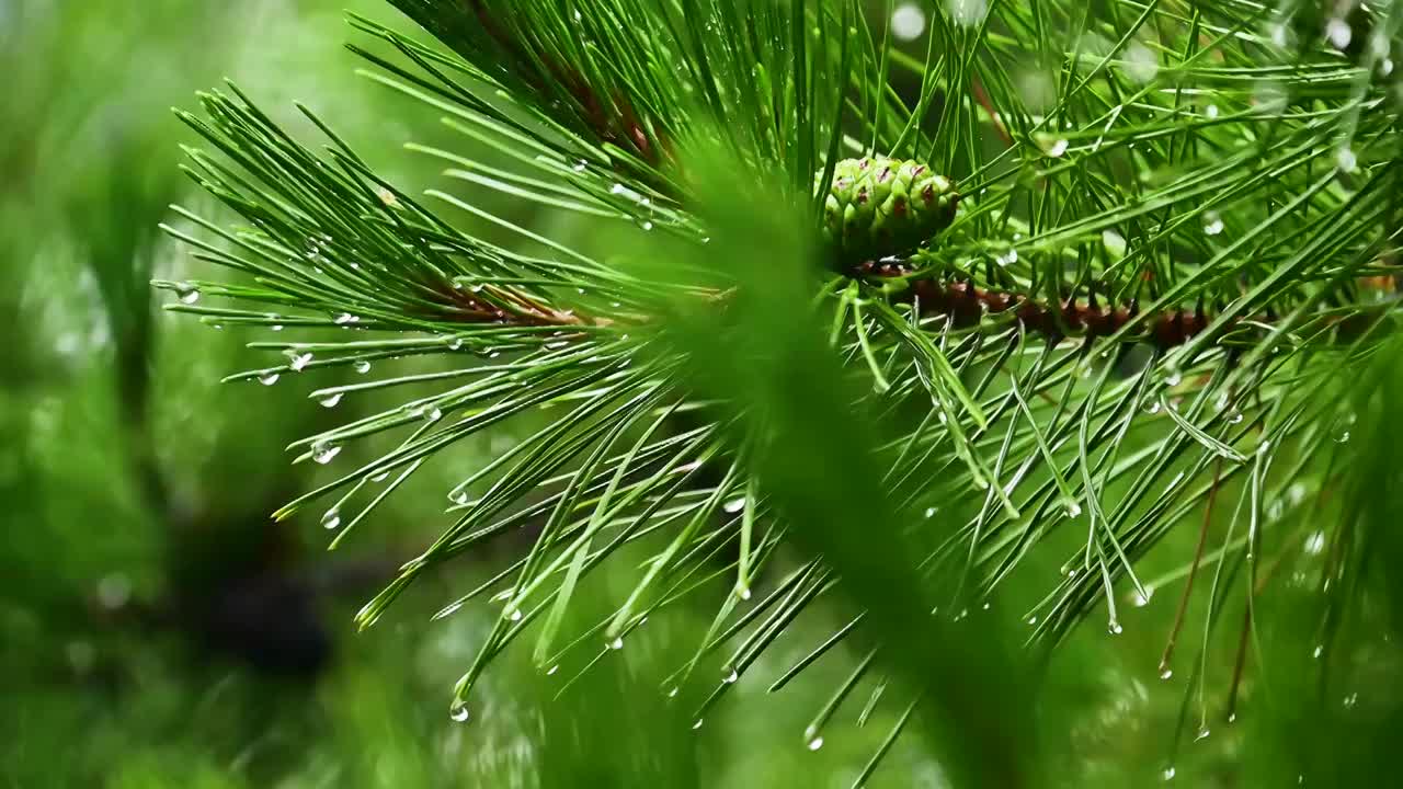 夏季小雨水滴雨滴挂在树叶树枝上视频下载