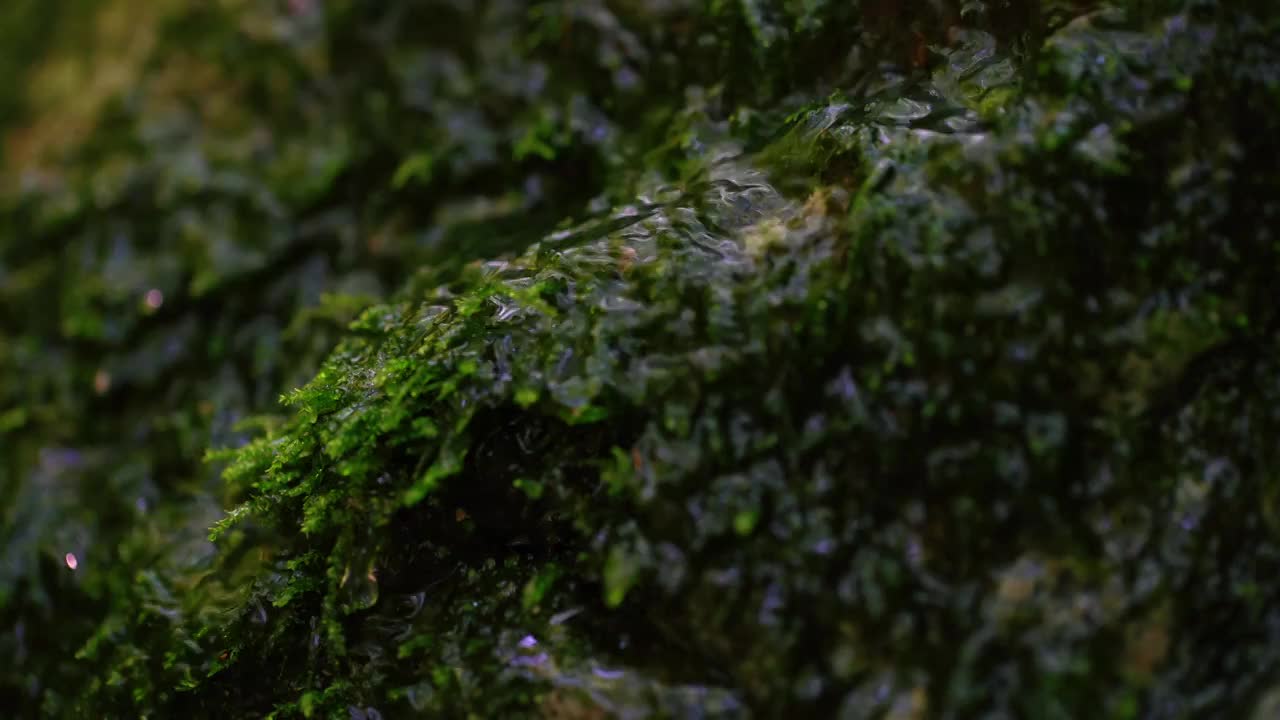 水漫过湿漉漉的青苔和苔藓视频下载