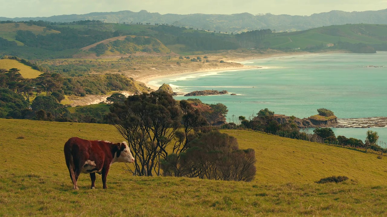 新西兰畜牧业黄白种牛牧场牧业草场视频下载