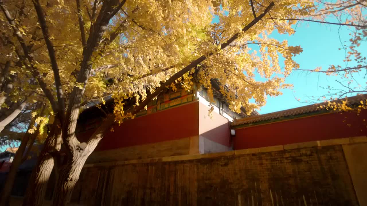 北京故宫紫禁城十八槐树秋天的银杏视频下载