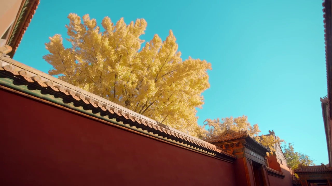 北京故宫紫禁城延禧宫秋天的银杏视频下载