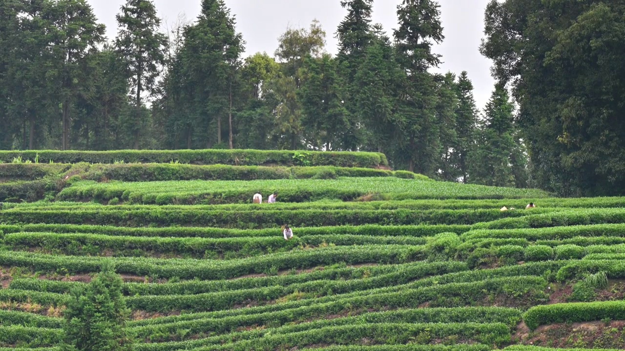 四川雅安茶园茶山，清晨茶农农民正在采茶视频素材