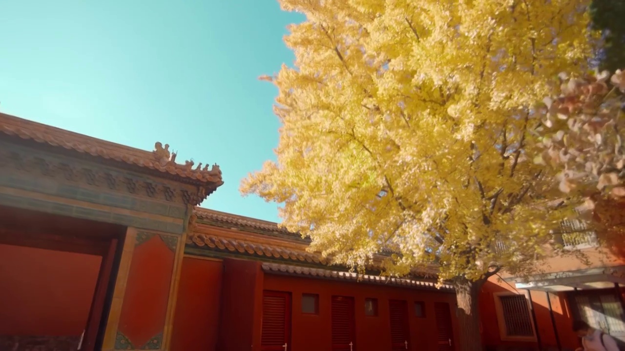 北京故宫紫禁城秋天延禧宫的银杏树与红墙视频下载