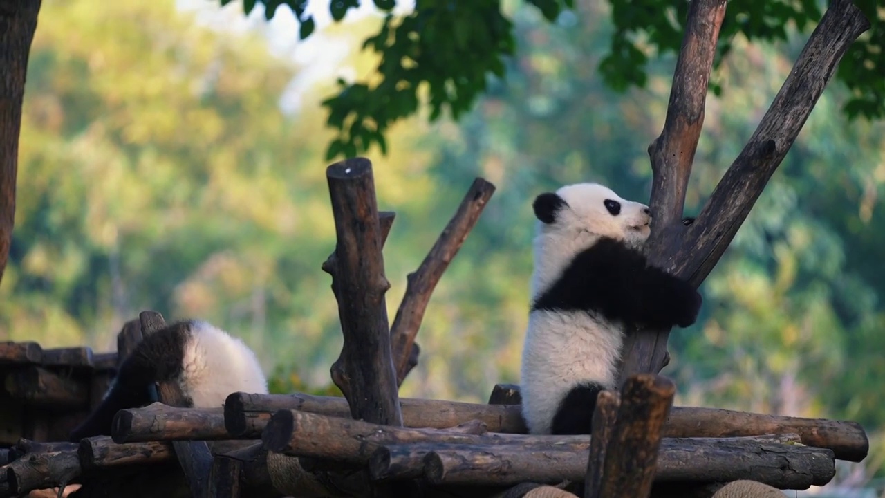 熊猫大熊猫吃竹子熊猫宝宝熊猫幼崽熊猫基地视频下载