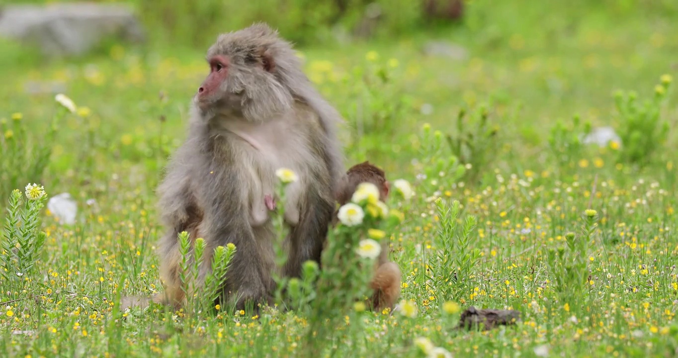 猕猴，草原上的猴子，藏猕猴视频下载