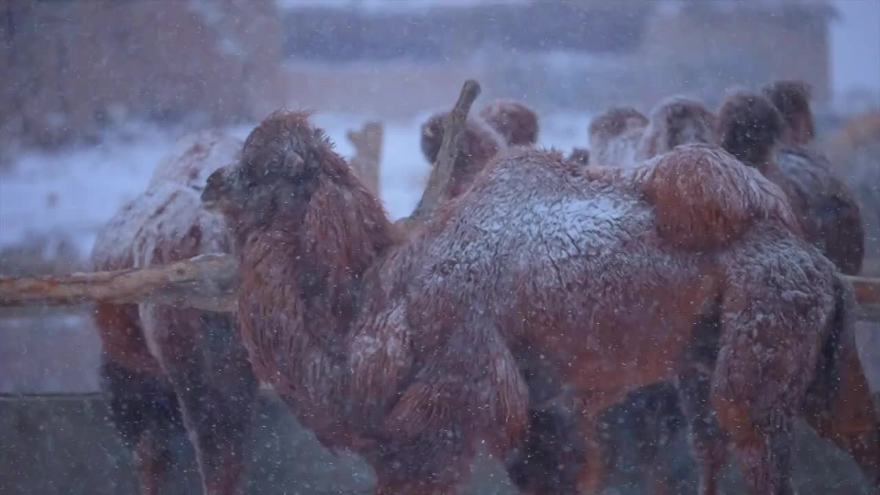 大雪天气中的骆驼视频购买
