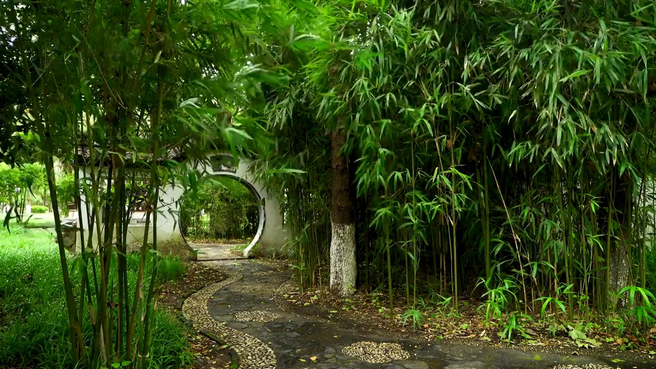 江南园林下雨天竹林竹子唯美的禅意空镜视频素材