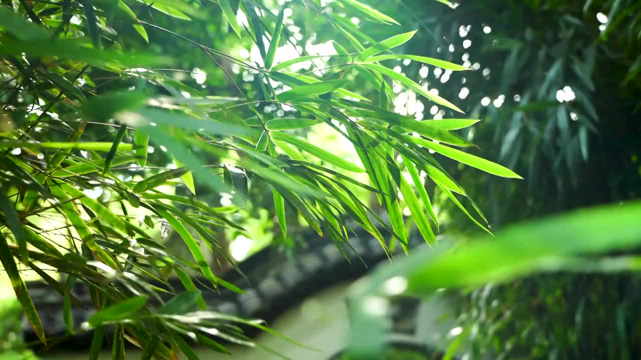 阳光下江南园林竹子竹叶的炫光光影视频下载