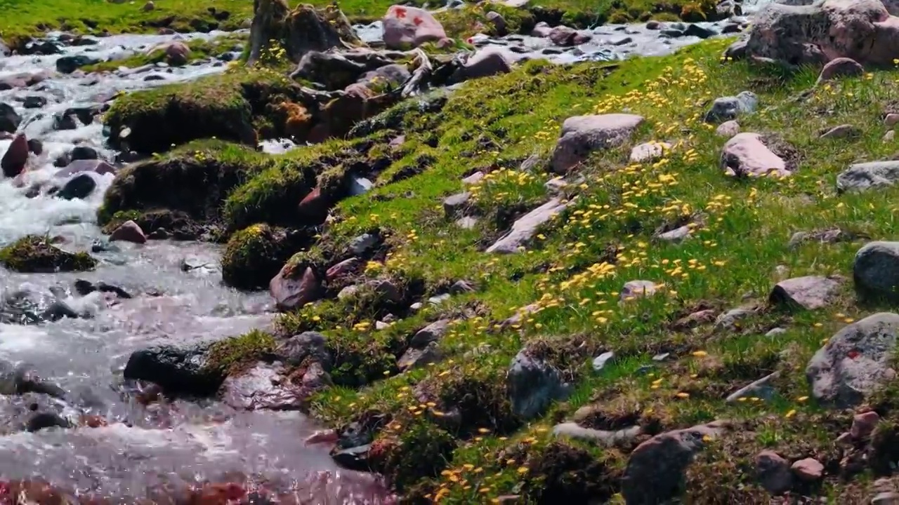 雪山草原花海绝美风景自然风光视频素材