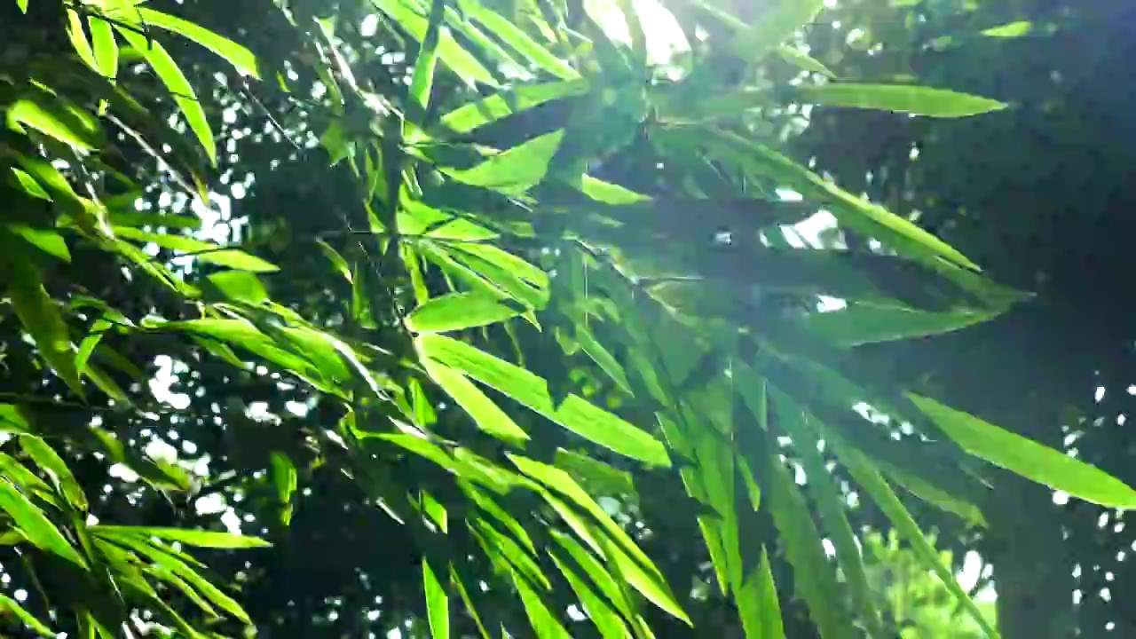 阳光下江南园林竹子竹叶逆光的炫光光影视频素材