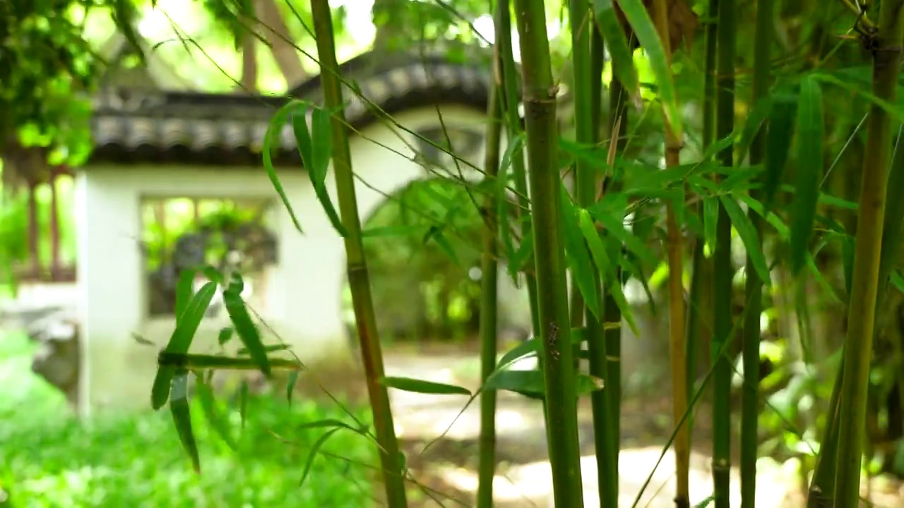 江南园林风中的竹子竹叶视频下载