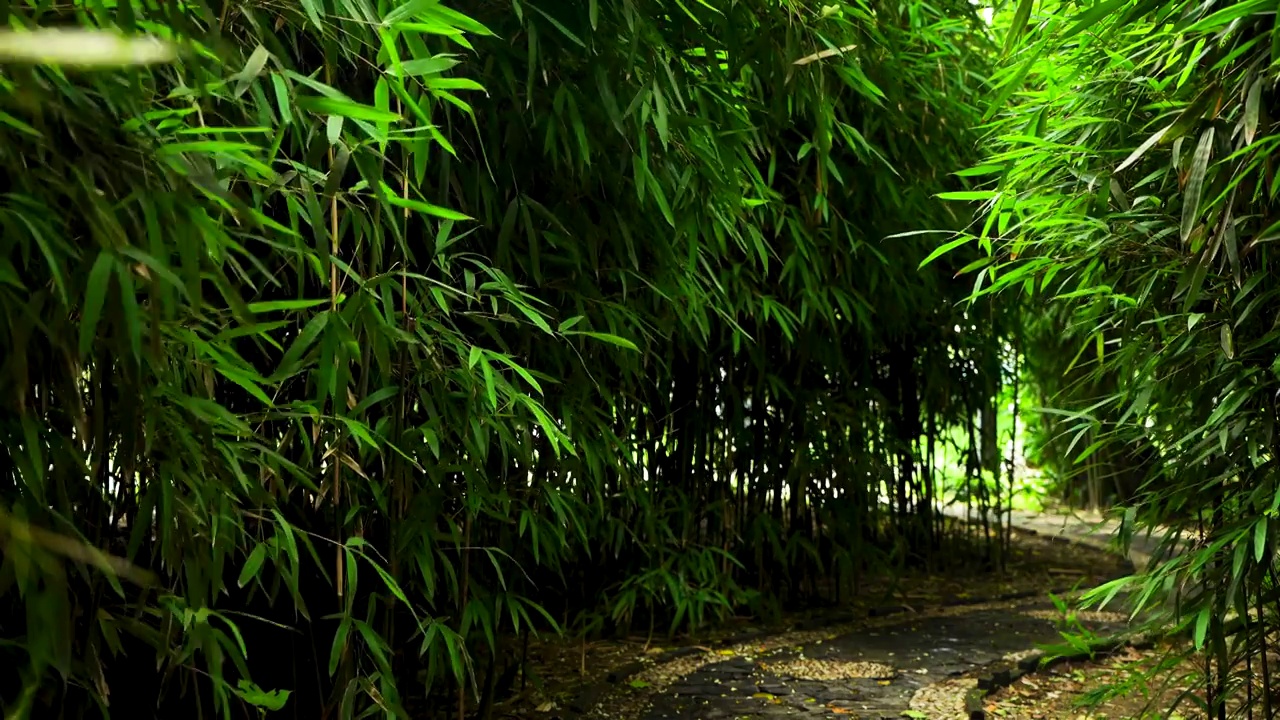 江南园林竹林竹子唯美的禅意空镜视频素材