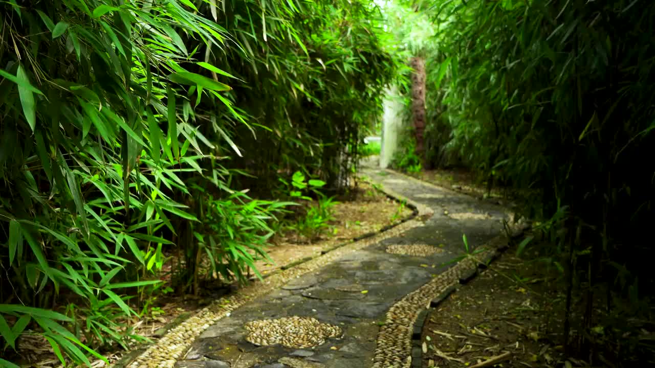江南园林里的竹林竹子视频素材