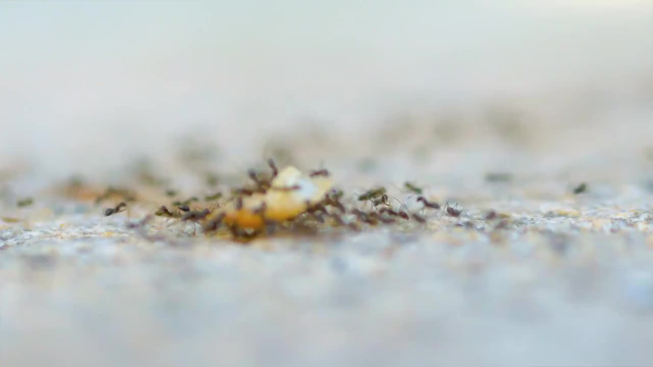 野外石头上一群黑色的小蚂蚁正在分工合作快速运送一块食物回到巢穴内工蚁是社会性昆虫大自然奇妙生物录影视频下载