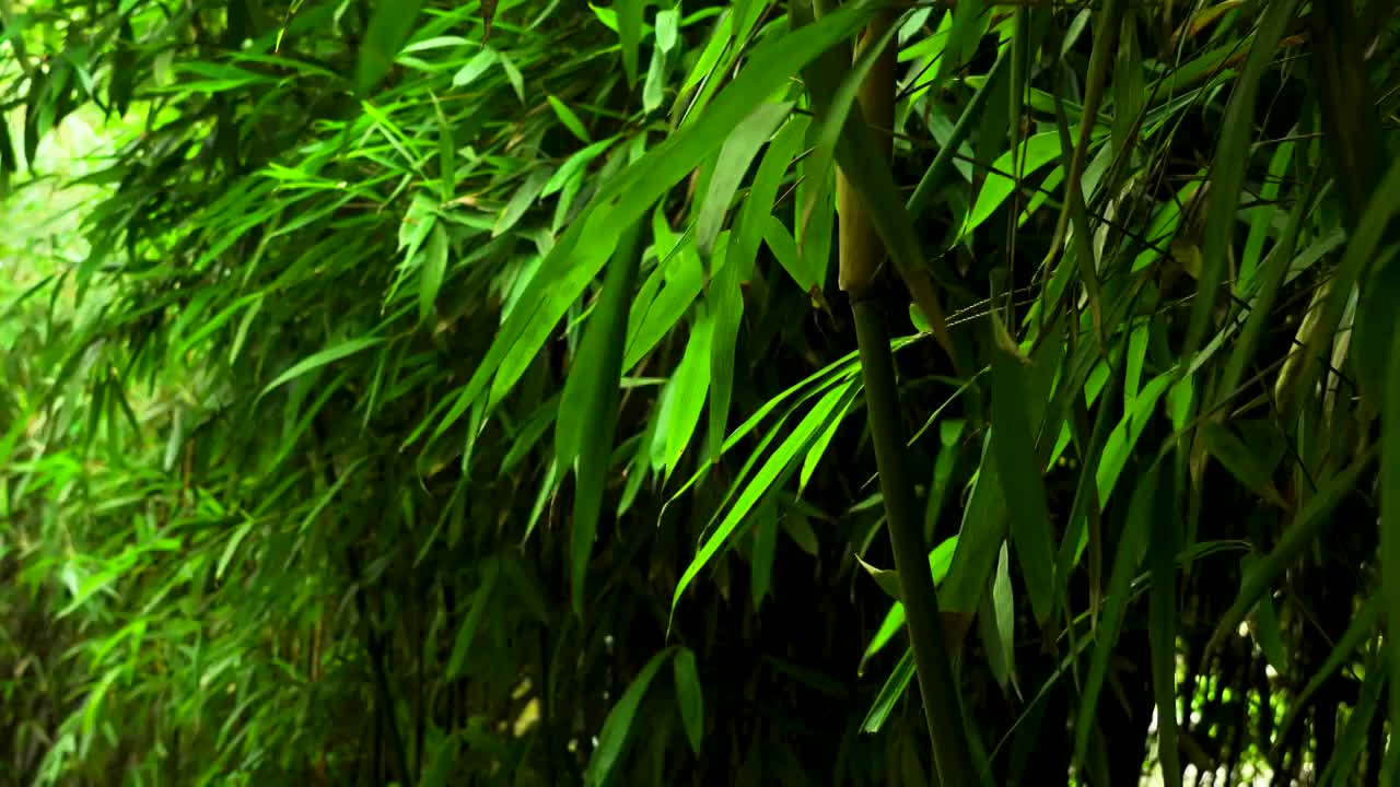 竹林竹子竹叶的绿色氛围视频素材