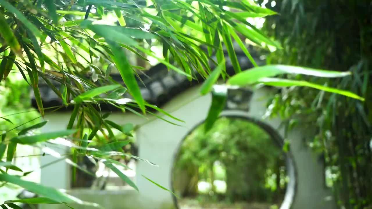 江南园林竹子竹叶阳光下的的炫光光影视频素材