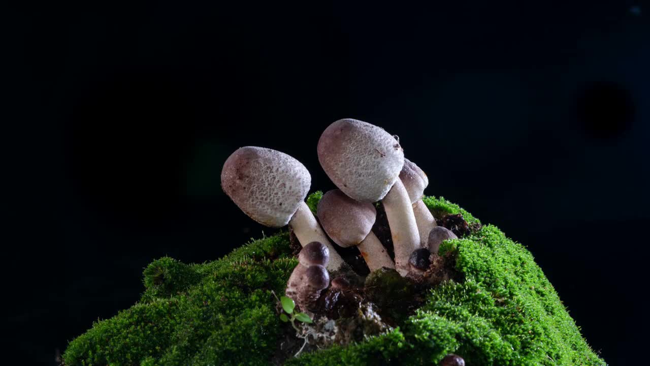 野生菌菇生长延时摄影视频下载