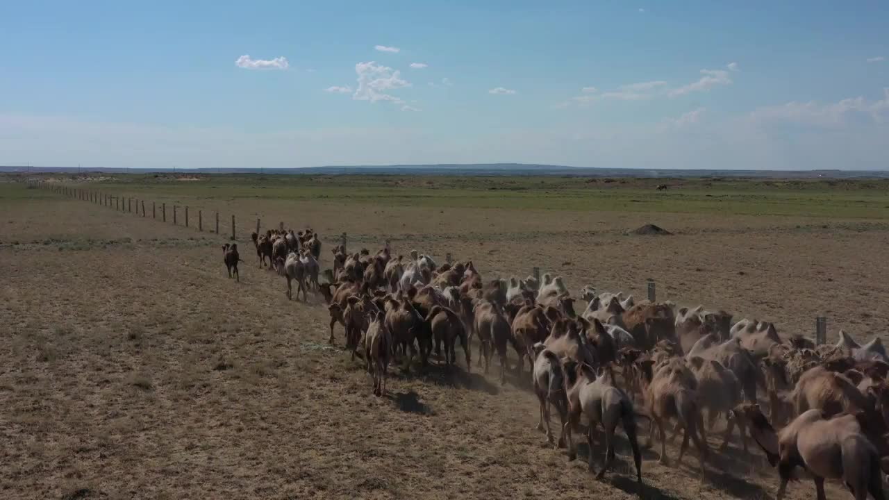 中国新疆阿勒泰地区吉木乃县骆驼饲养场航拍素材视频下载