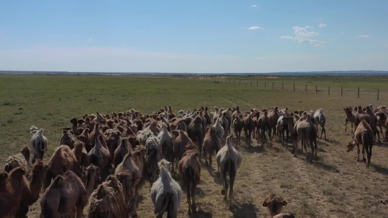 中国新疆阿勒泰地区吉木乃县骆驼饲养场航拍素材视频下载
