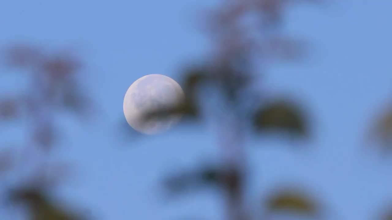 一轮圆月挂在树梢视频素材