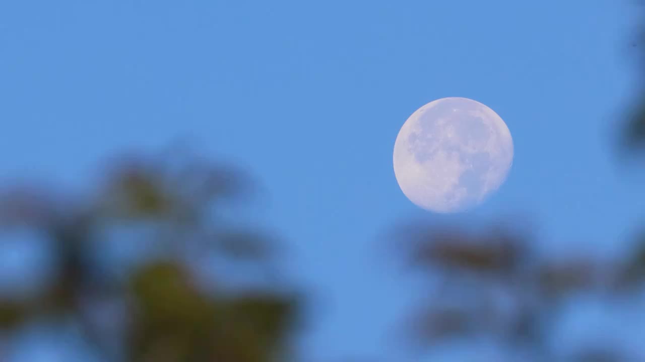 一轮圆月挂在树梢视频素材