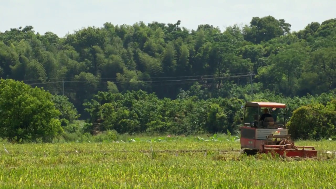 鸟群跟着自动化收割水稻机视频下载
