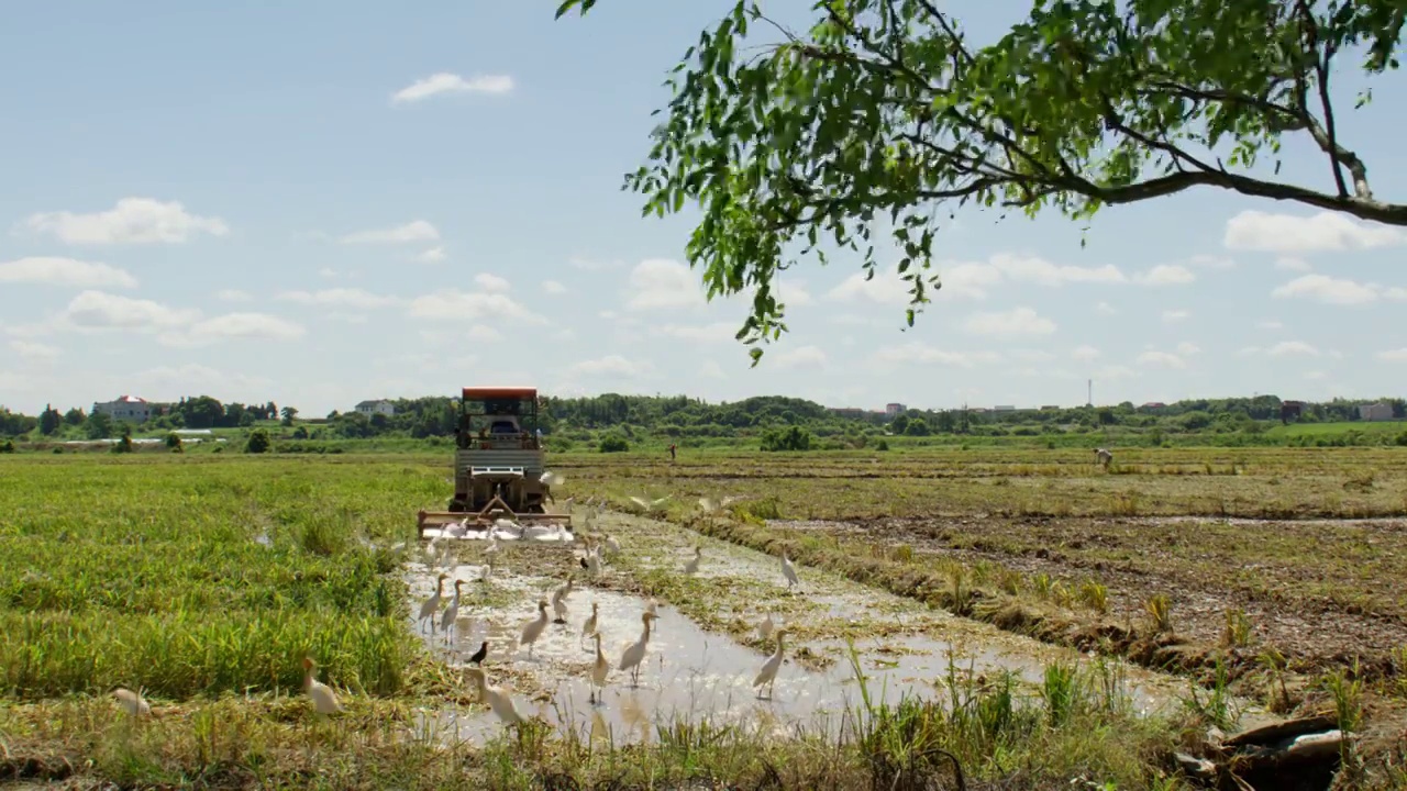 鸟群跟着自动化收割水稻机视频下载